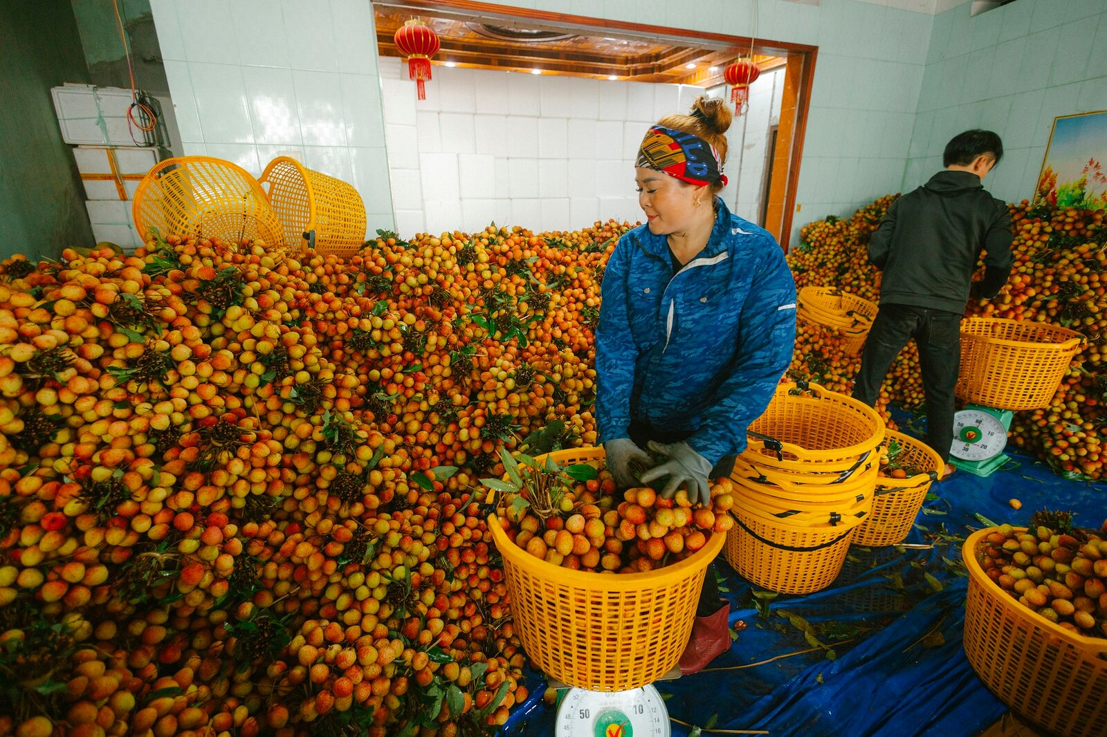 Produção de frutas